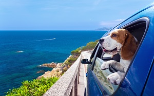 dog in a car with its head out the window